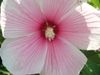2011-08-06_hibiszkus.jpg